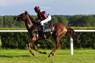 AC MILAN APP-世界青少年马术锦标赛在内蒙古开幕，青少年马术比赛限制多大年龄